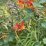 Day Lilies 3
