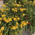 Day Lilies