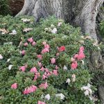 Evergreen Azalea