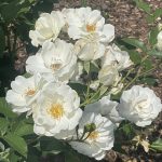 Floribunda Rose