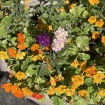 Flowers at Lewis Ginter Botanical Garden