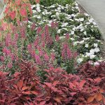 Flowers at Lewis Ginter Botanical Garden 2