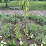 Flowers at Lewis Ginter Botanical Garden 5