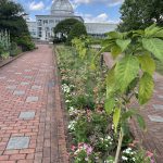 Flowers at Lewis Ginter Botanical Garden 6