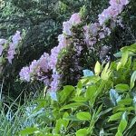 Flowers at Lewis Ginter Botanical Garden 8