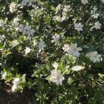 Gardenia