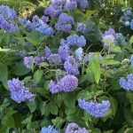 Hydrangea 4