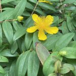 Hypericum