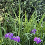 Iris 3