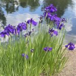 Irises