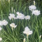 Irises 2