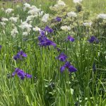 Irises 3