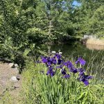 Irises 6