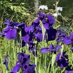 Irises 7
