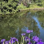 Irises 8