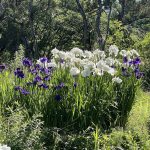 Irises 9