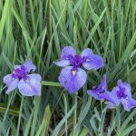 Japanese Water Iris