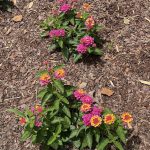 Lantana