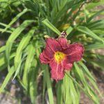 Lily