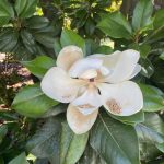 Magnolia
