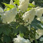 Oakleaf Hydrangea