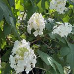 Oakleaf Hydrangea 2