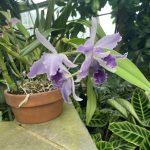 Orchid 2