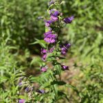 Penstemon