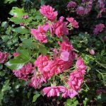 Pink Flower Carpet Rose