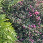 Rhododendron