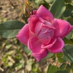 Rose 2