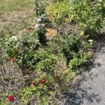 Rose Garden