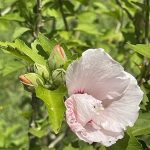 Rose of Sharon