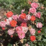 Roses 10