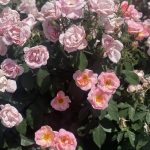 Roses 11