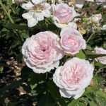 Roses 12