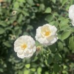 Roses 13