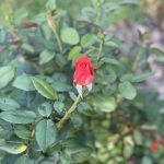 Roses 14