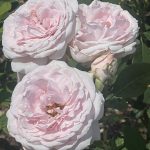 Roses 14