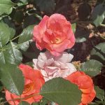 Roses 15