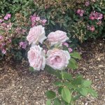Roses 16