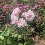 Roses 17