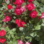 Roses 18