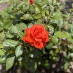 Roses 19