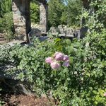 Roses 2