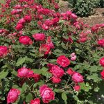 Roses 2