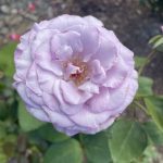 Roses 20