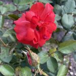 Roses 21