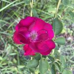Roses 22