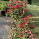 Roses 24